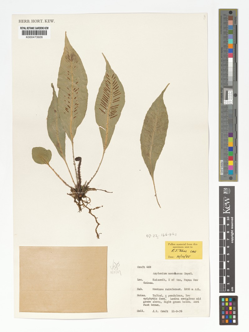 Asplenium morobense photo 2