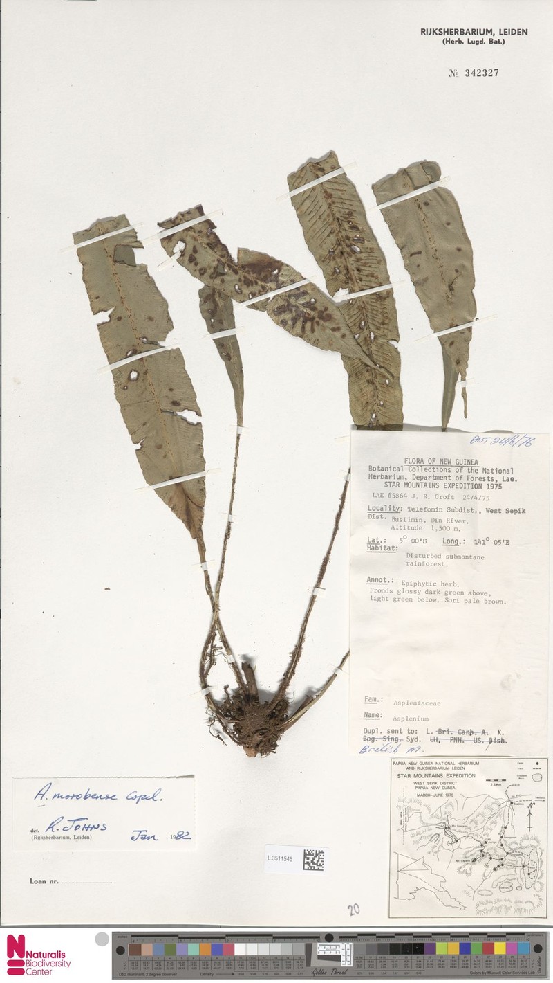 Asplenium morobense photo 3