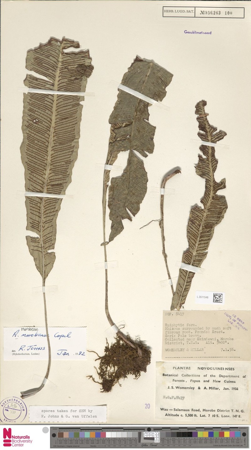 Asplenium morobense photo 4