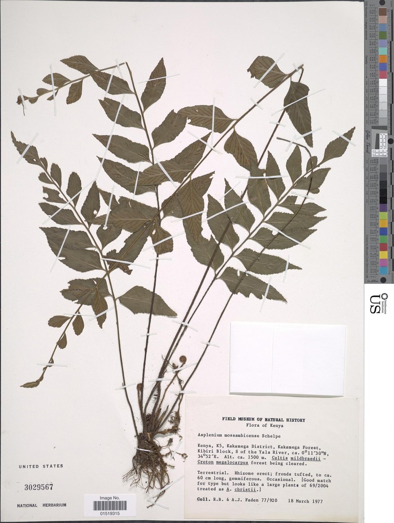 Asplenium mossambicense photo 2