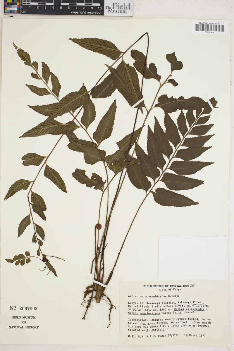 Asplenium mossambicense photo 3