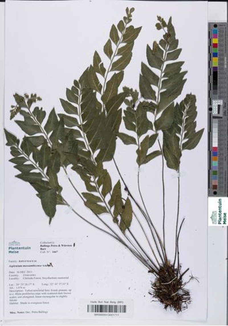 Asplenium mossambicense