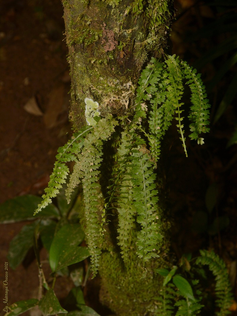 Asplenium mucronatum photo 4