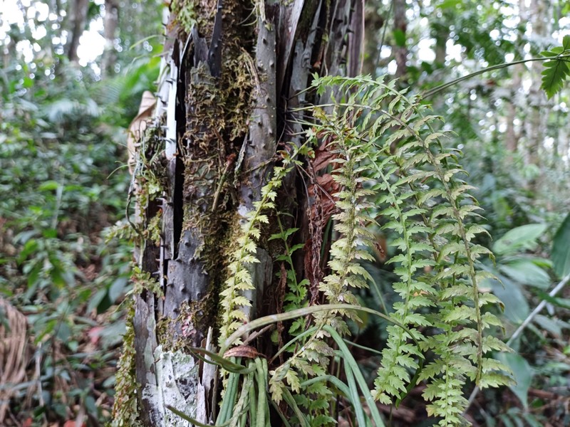 Asplenium mucronatum photo 5