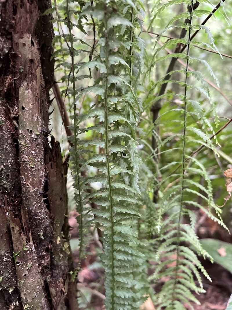 Asplenium mucronatum photo 6