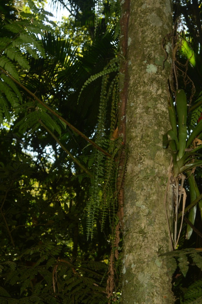 Asplenium mucronatum photo 7