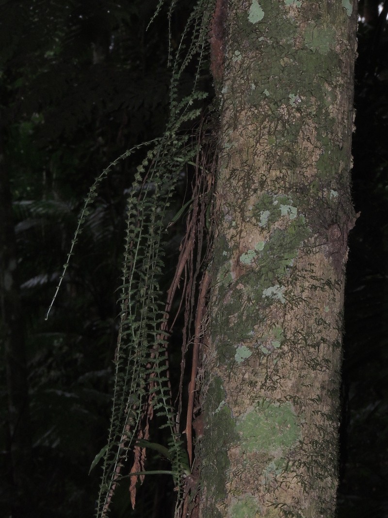 Asplenium mucronatum photo 8
