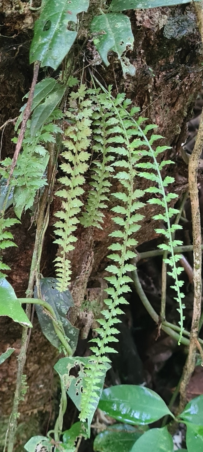 Asplenium mucronatum