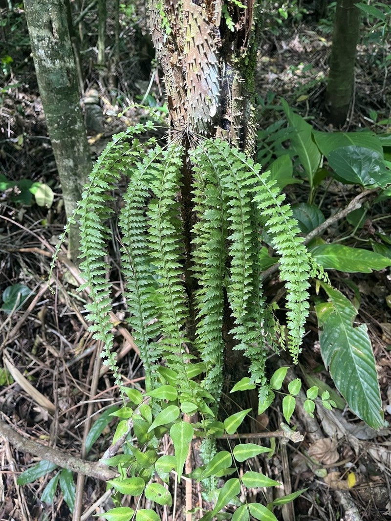 Asplenium mucronatum photo 2