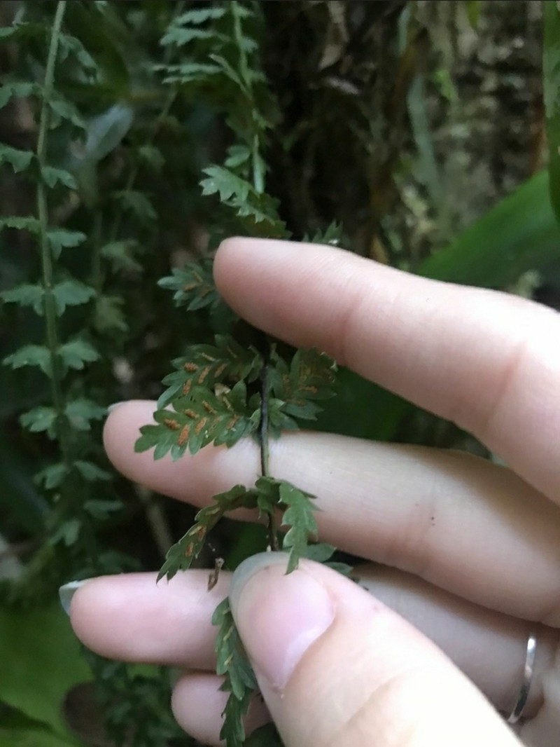 Asplenium mucronatum photo 3