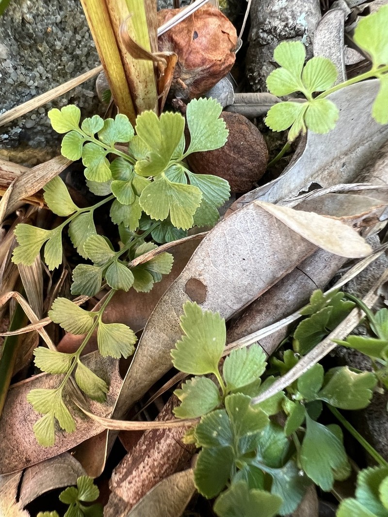 Asplenium multiforme photo 3