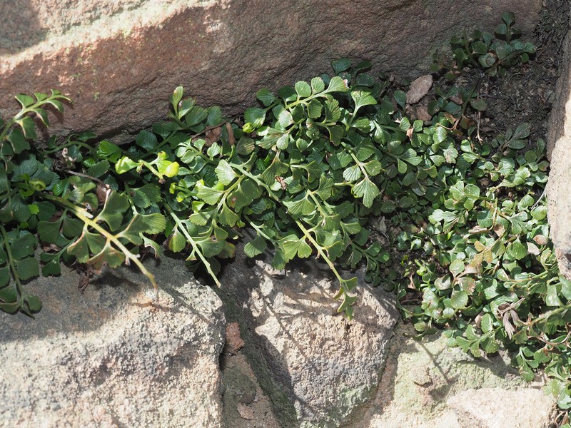 Asplenium multiforme photo 4