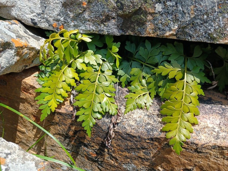 Asplenium multiforme
