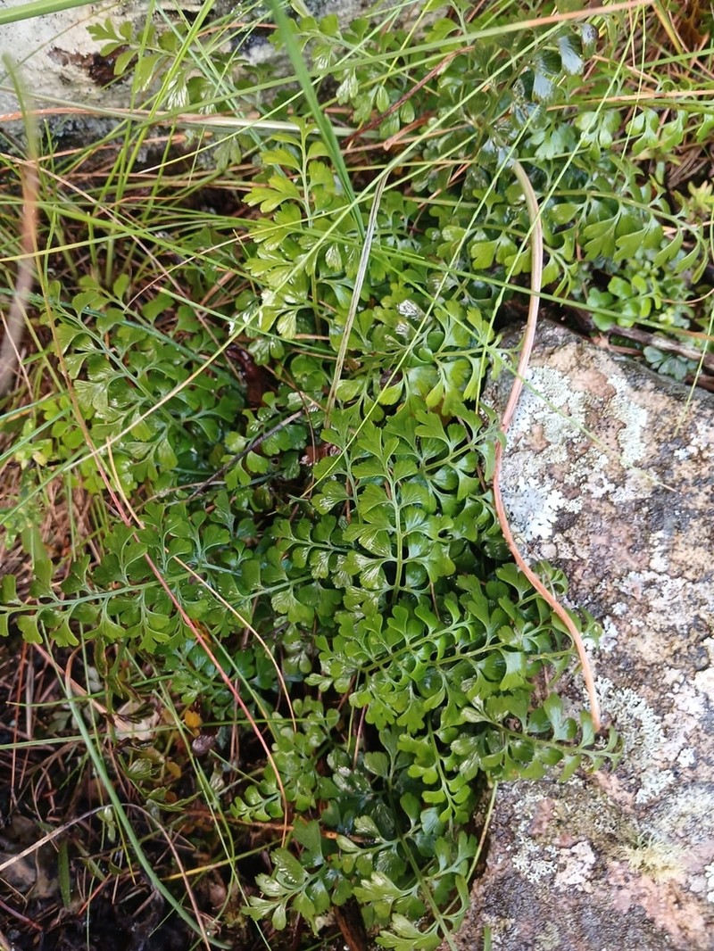 Asplenium multiforme photo 2