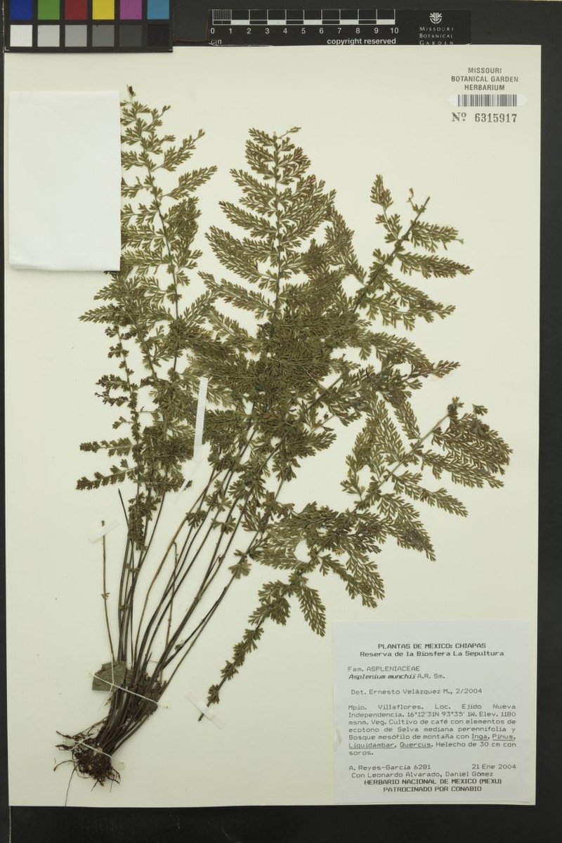 Asplenium munchii photo 3