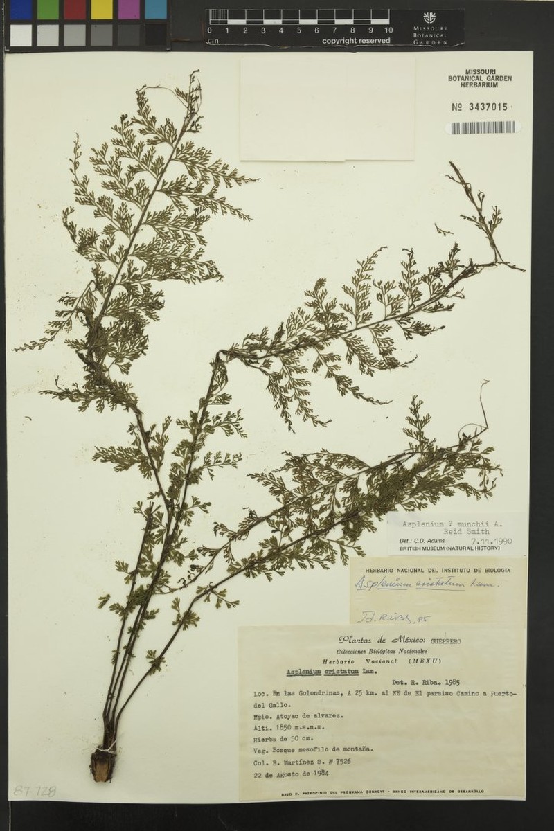 Asplenium munchii photo 4