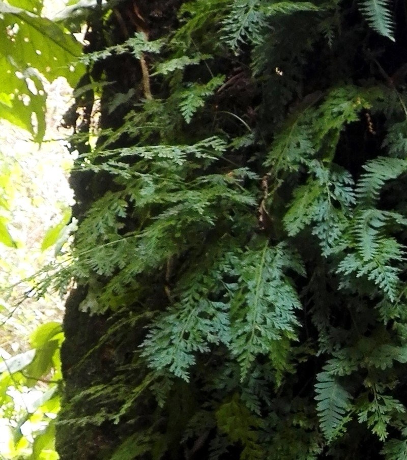 Asplenium munchii
