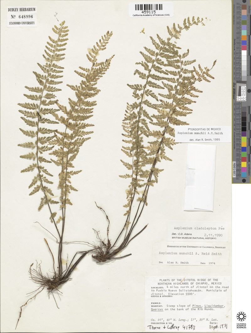 Asplenium munchii photo 2