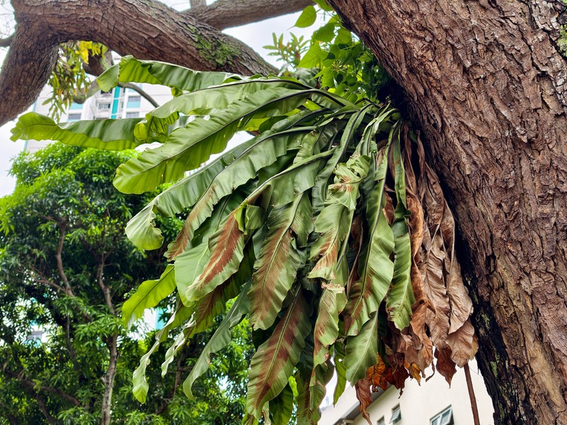 Asplenium musifolium photo 2