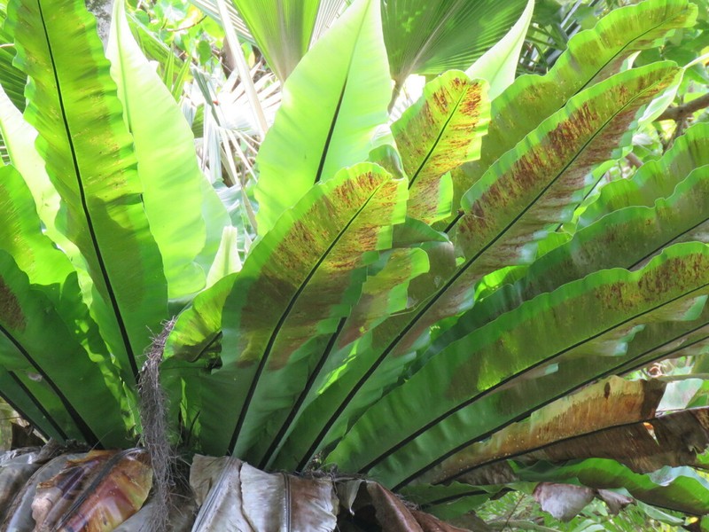 Asplenium musifolium photo 3