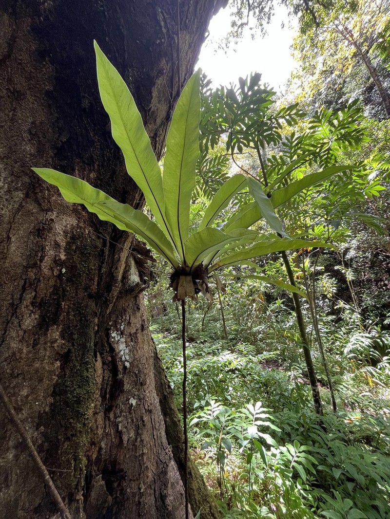 Asplenium musifolium photo 4