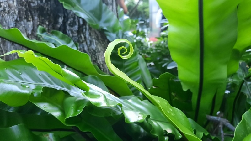Asplenium musifolium photo 5