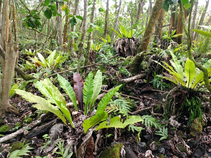 Asplenium musifolium photo 6