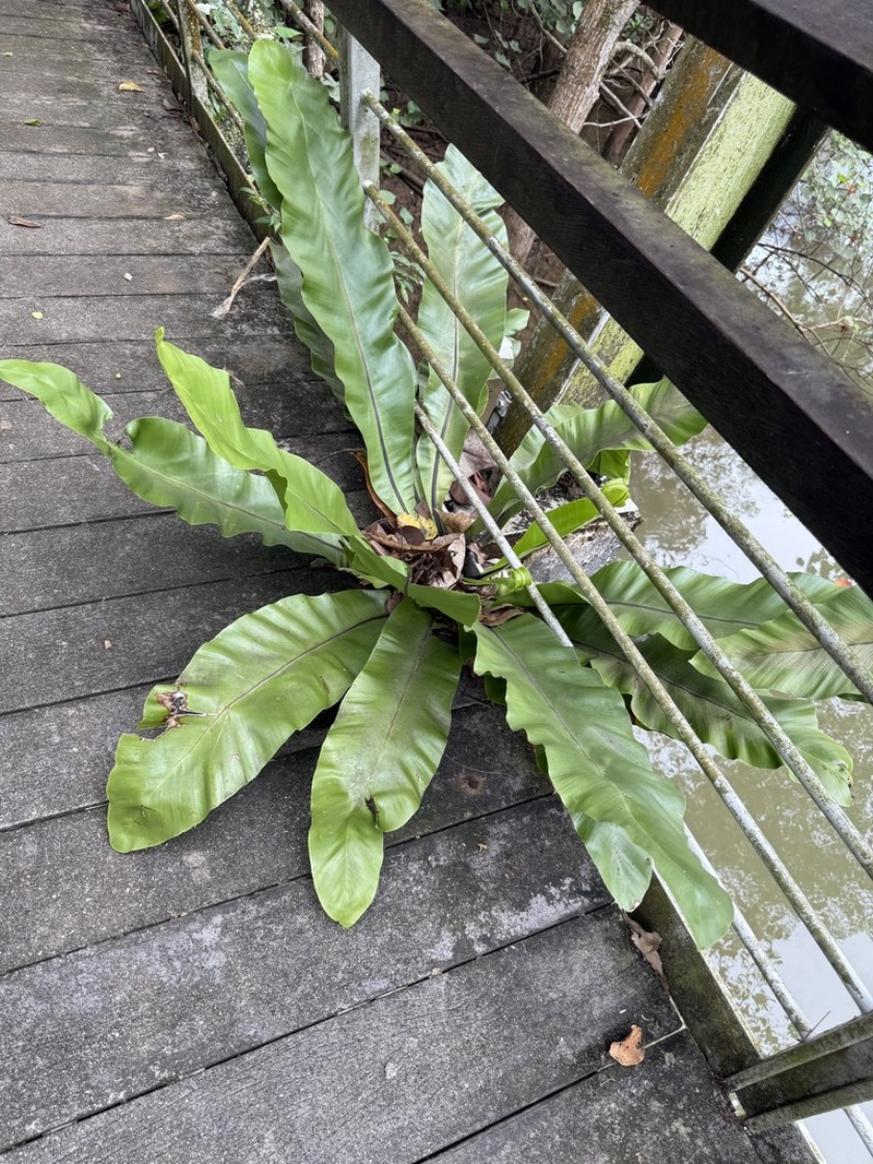 Asplenium musifolium photo 7