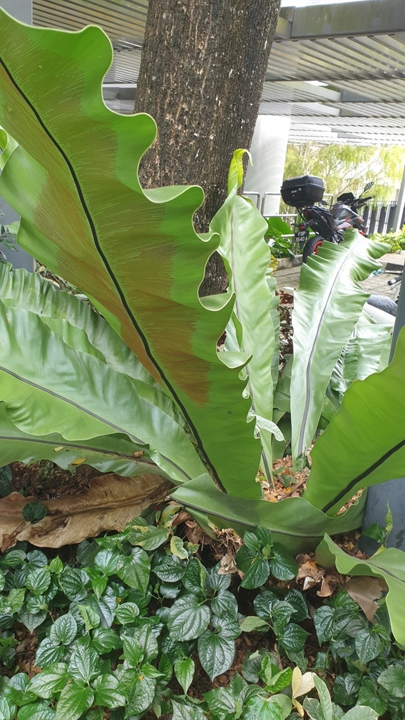 Asplenium musifolium