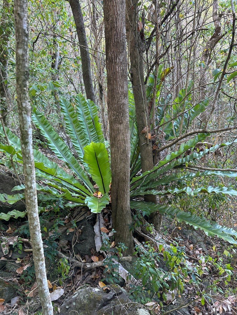 Asplenium musifolium photo 2