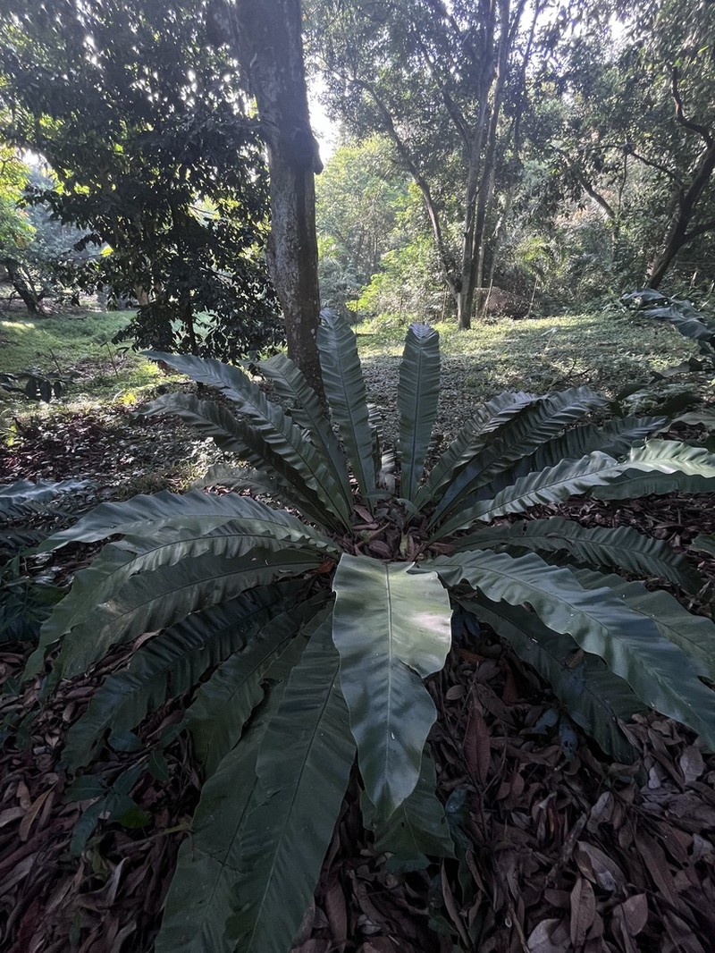 Asplenium musifolium photo 4