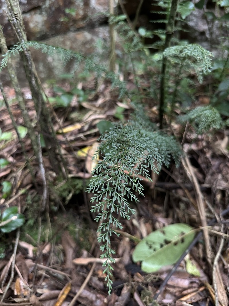 Asplenium myriophyllum photo 3