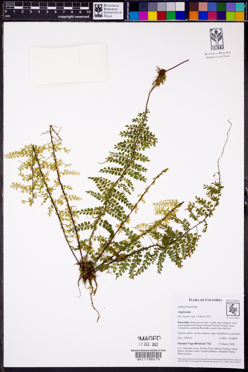 Asplenium myriophyllum photo 4