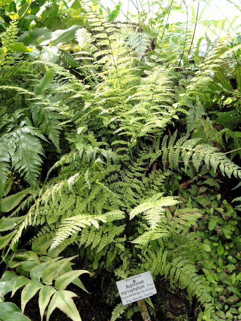 Asplenium myriophyllum