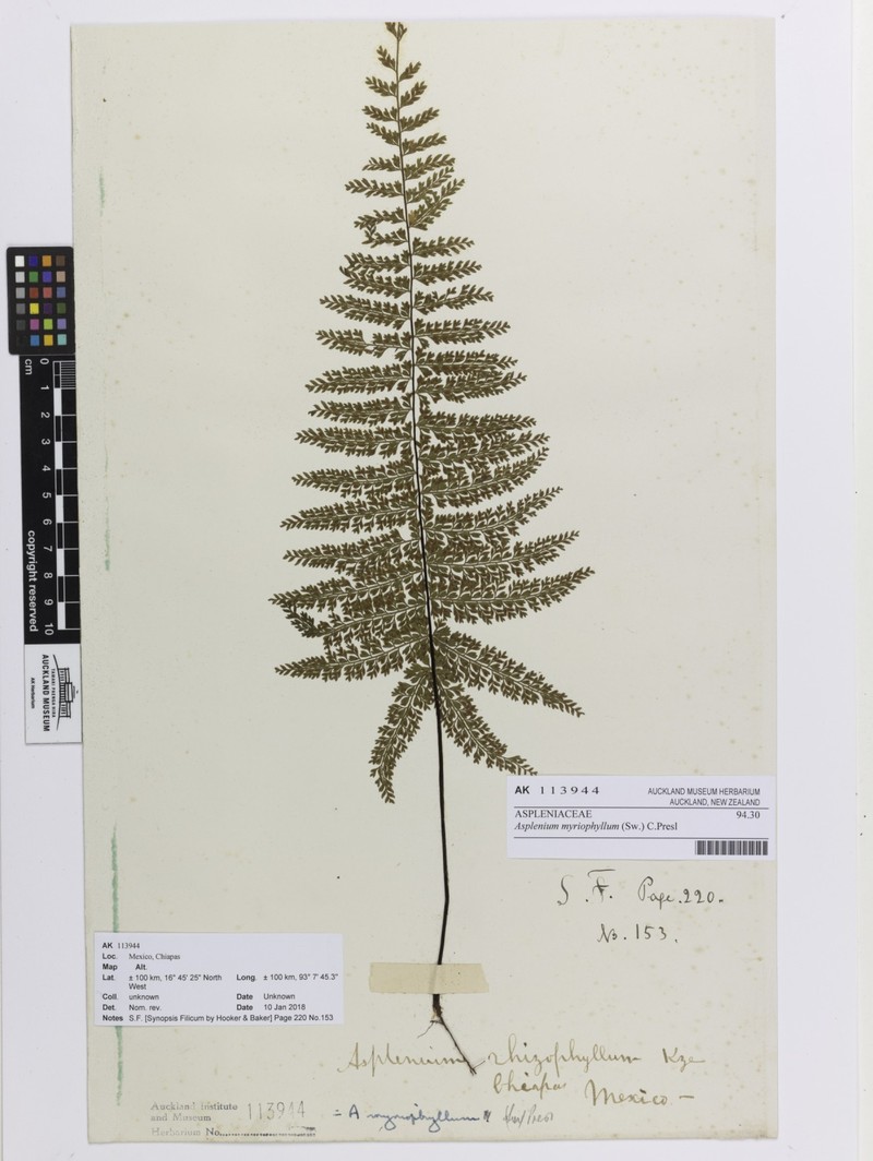 Asplenium myriophyllum photo 5