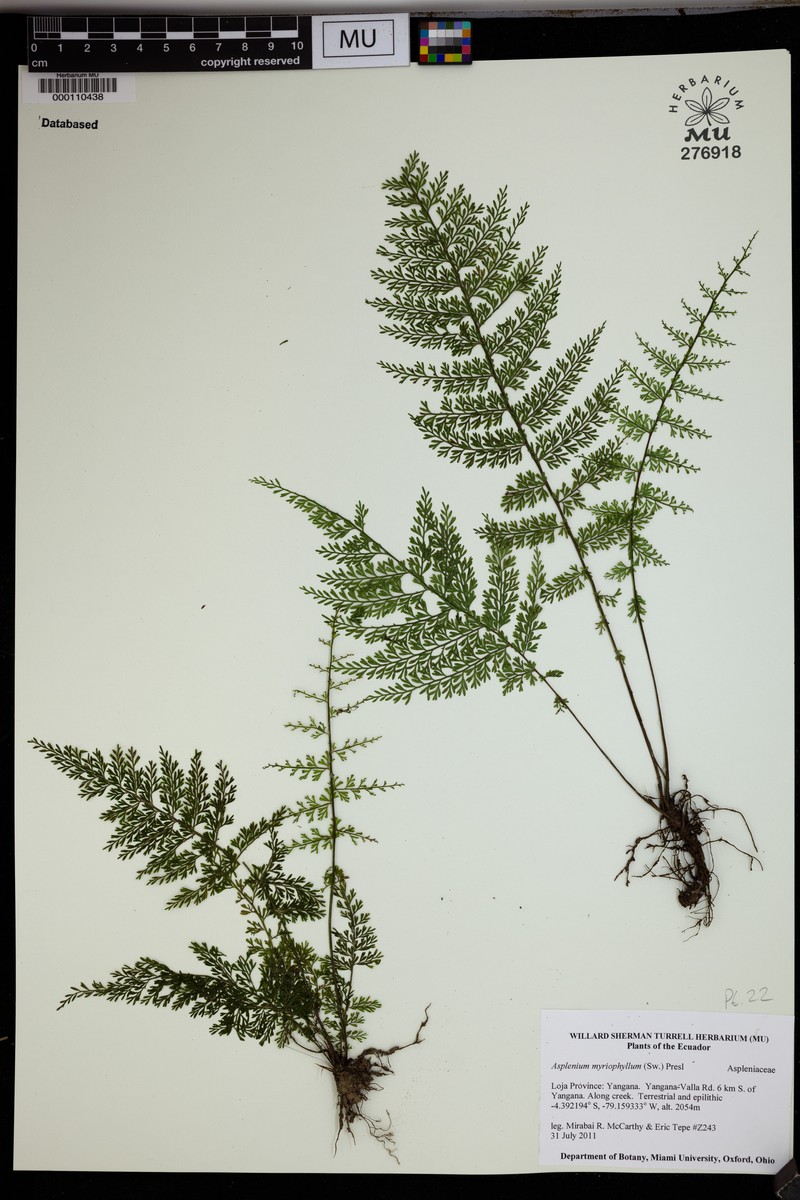 Asplenium myriophyllum photo 2