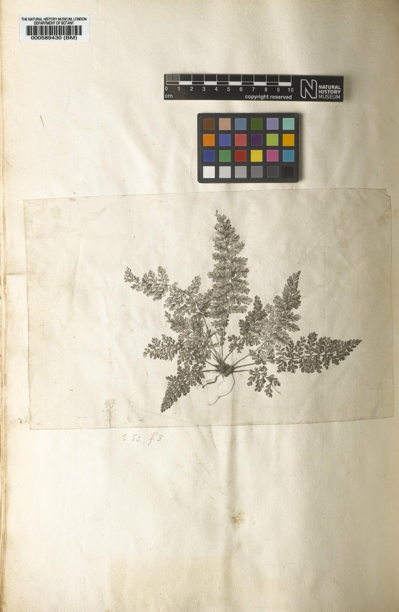 Asplenium myriophyllum var. brevisorum