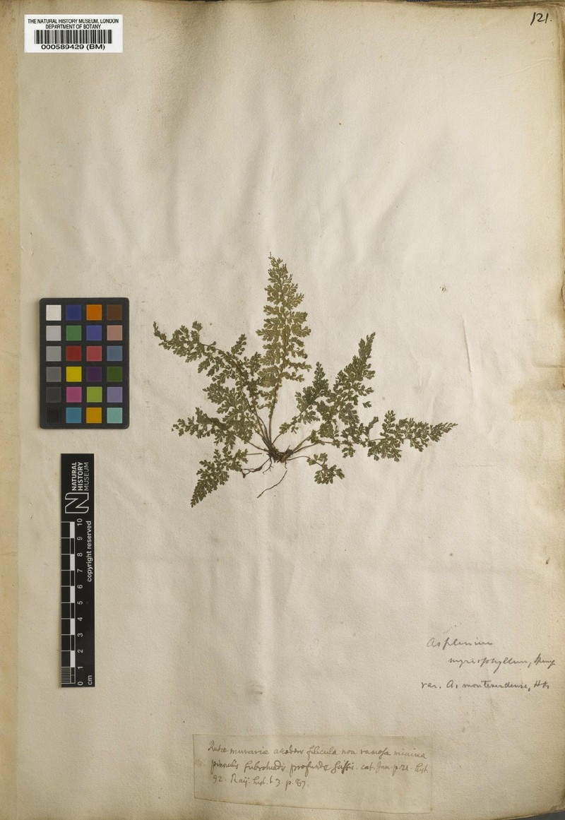 Asplenium myriophyllum var. brevisorum photo 2