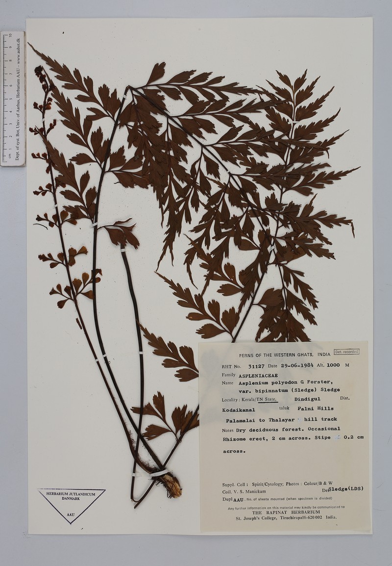 Asplenium mysorense