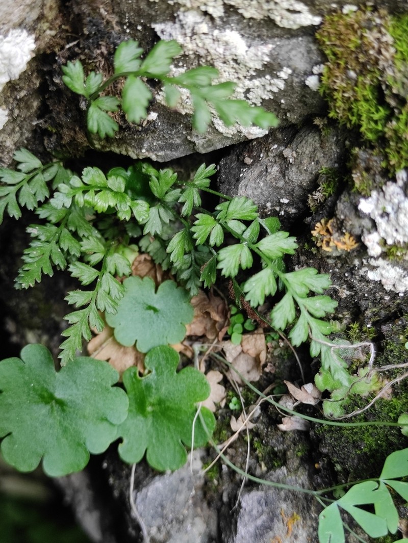 Asplenium nesii