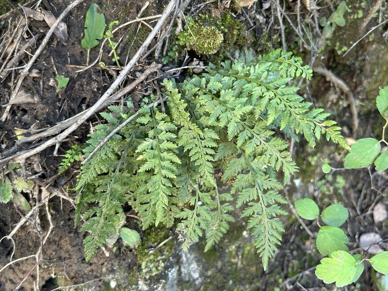 Asplenium nesii photo 3