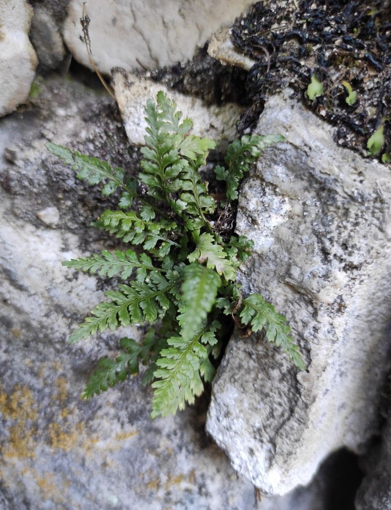 Asplenium nesii photo 4