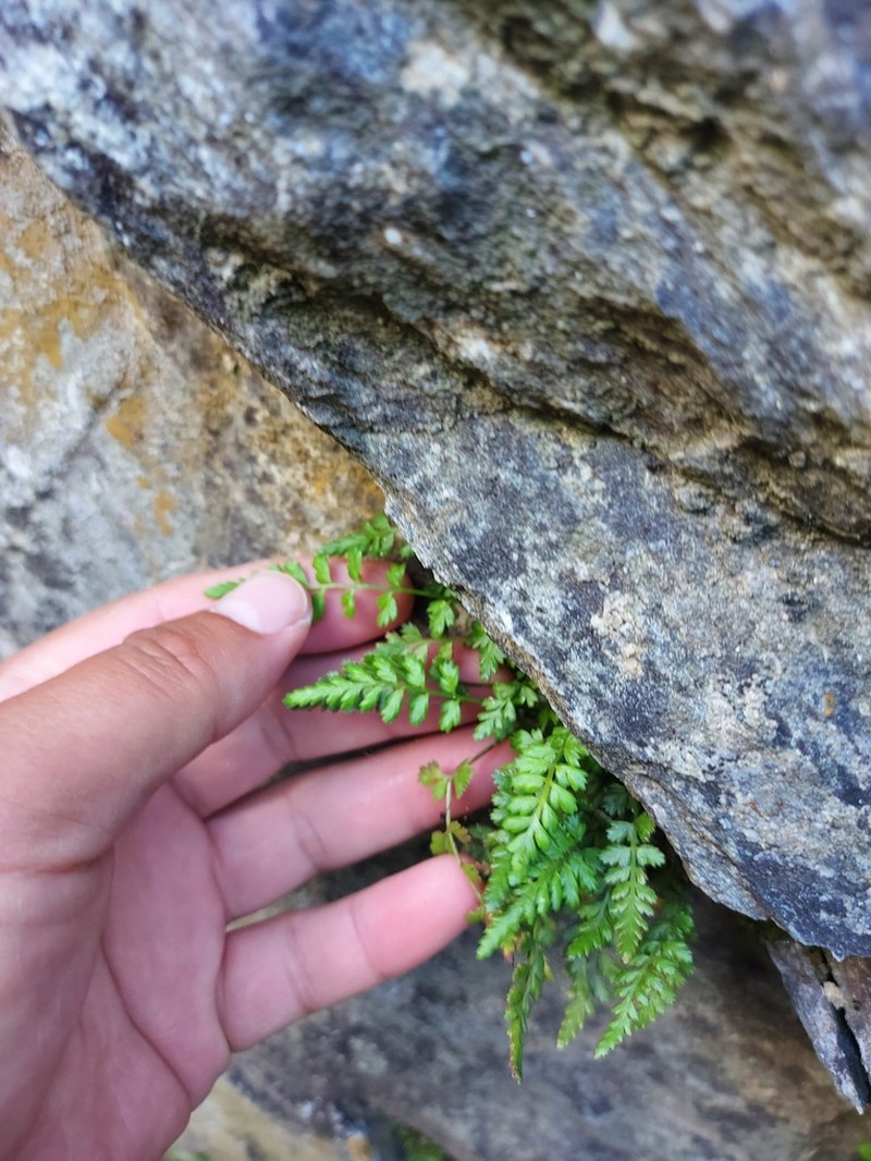 Asplenium nesii photo 5