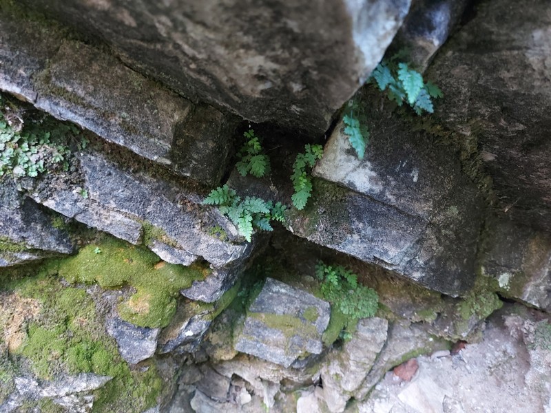 Asplenium nesii photo 7