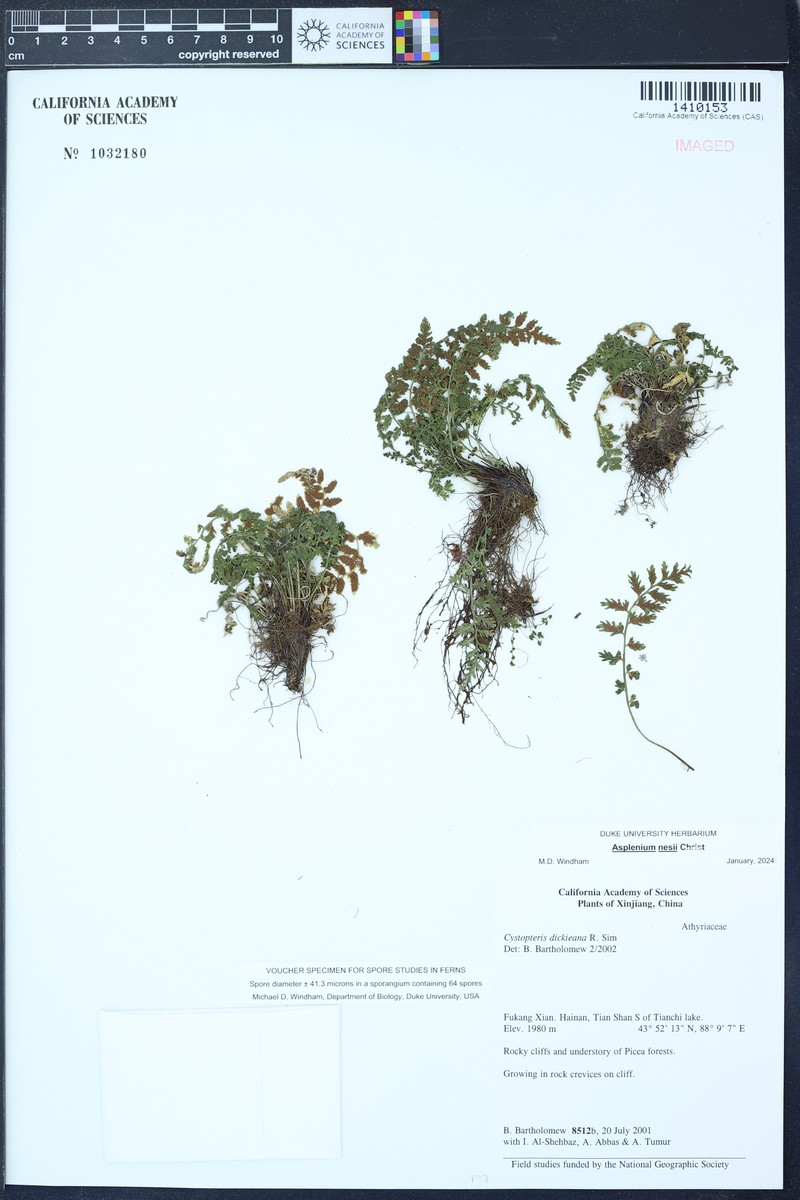 Asplenium nesii