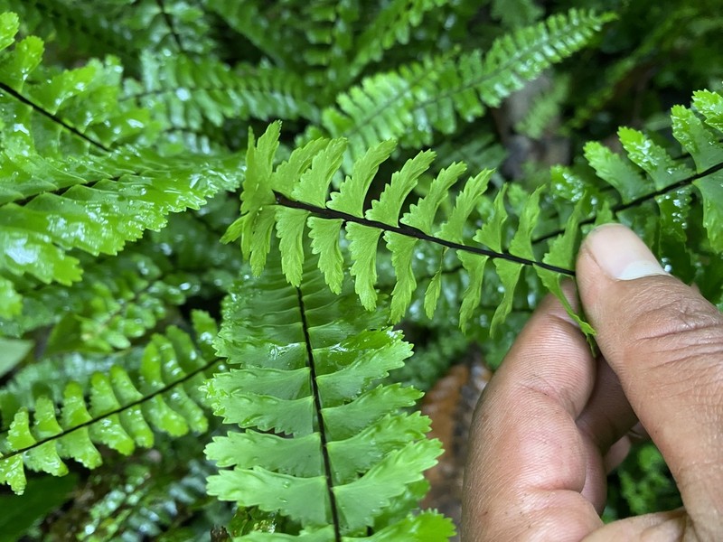 Asplenium nesioticum photo 3