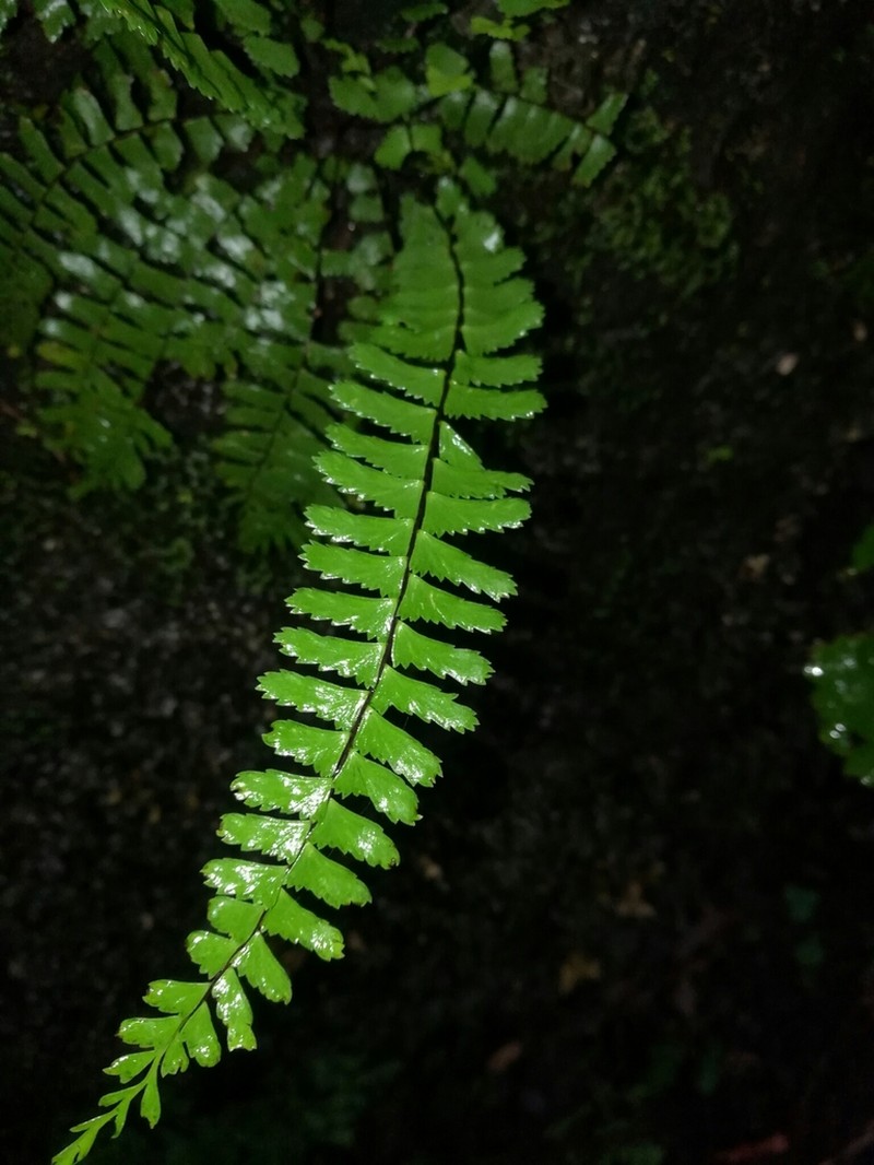 Asplenium nesioticum photo 4
