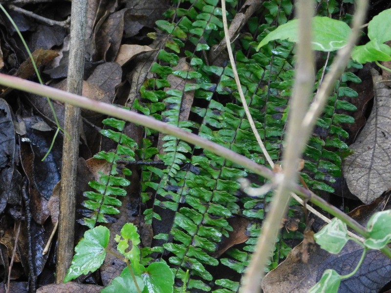 Asplenium nesioticum photo 5