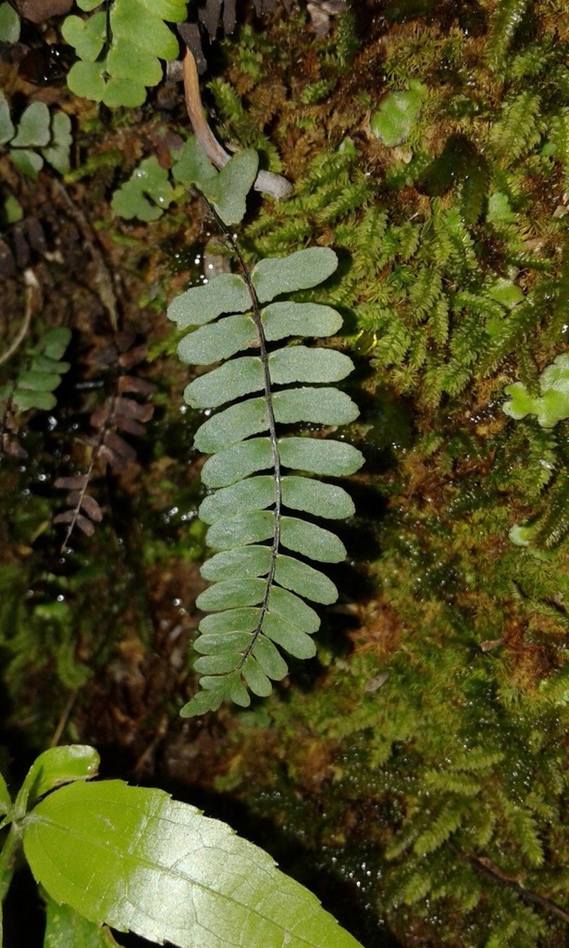 Asplenium nesioticum photo 6