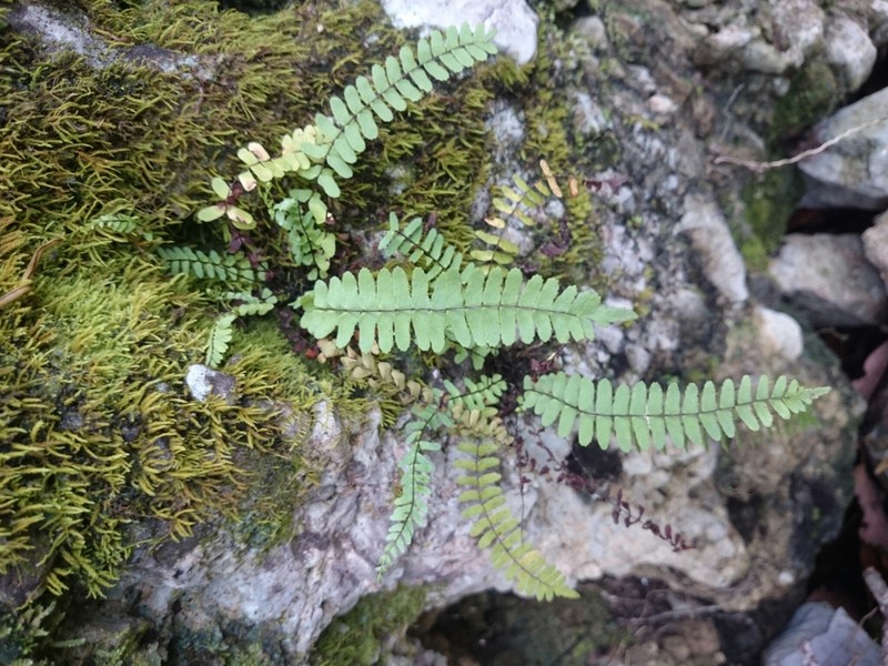 Asplenium nesioticum photo 7